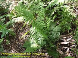 Image result for Christella hispidula
