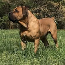 Black Boerboel Puppies For Sale Near Me Pin On Aretha