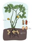 How do peanuts grow - Grow Peanuts