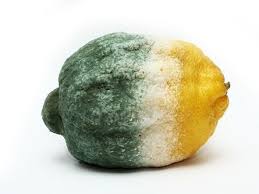 Image result for green mold on food image