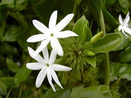 Image result for Jasminum multiflorum