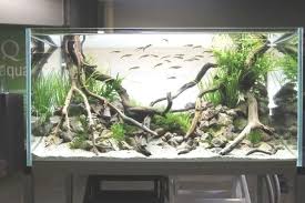 3 6 9 12 Inch All Natural Teddy Bear Cholla Wood Extra Hollow Untreated Organic Aquarium Driftwoo Fresh Water Fish Tank Fish Tank Driftwood