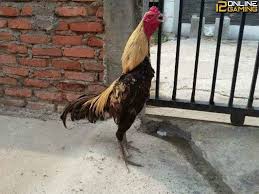 Pin Di Sabung Ayam 12onlinegaming