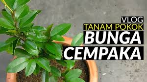 Bunga cempaka putih bermanfaat bagi kesehatan. Vlog Tanam Pokok Bunga Cempaka Youtube