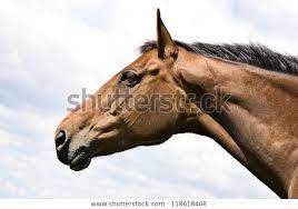 Chestnut Horses Head Profile Stock Photo Edit Now 118618408 Chestnut Horse Horses Horse Head