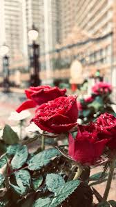 ورده حمراء in 2021 gulzar quotes rose fruit