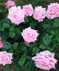 Best rose i've ever grown.we have heavy clay soil and hard alkaline well water so roses struggle here generally, but not this one. I Love My Belinda S Dream Roses