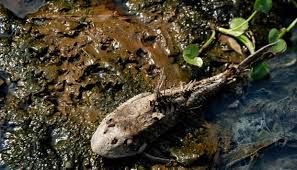 Sebagian warga ada yang mengkonsumsi tetapi sebagian warga lain takut. Sungai Diduga Tercemar Ikan Mati Dan Buaya Mabuk Nasional Tempo Co