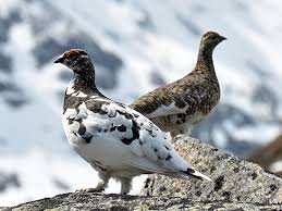 Alpenschneehuhner Lagopus Muta Vorne Das Mannchen Hinten Das Weibchen Arktische Tiere Ausgestopftes Tier Vogelarten
