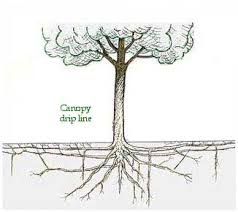 Getting To The Root Of Your Tree Problems All In