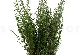 Image result for Stoebe