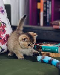 Fufuokur Golden Shaded British Shorthair British Shorthair Cats Scottish Fold