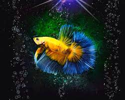 Closely related to the traditional fighting betta, the plakat betta is easily recognizable from its short tail. Bright Yellow Betta Fish With Blue Fins Digital Art By Scott Wallace Digital Designs