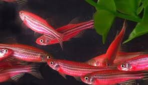 Pasalnya, teknologinya lebih sederhana serta biayanya lebih terjangkau. Ini Dia 3 Cara Budidaya Ikan Hias Red Zebra Wajib Diketahui