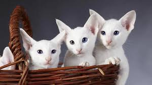 We have a kitten abyssinian american bobtail american curl american shorthair american wirehair australian mist. Oriental Price Personality Lifespan