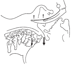 Learn about its anatomy and function now at kenhub. Cervical Motion During Laryngoscopy And Intubation As Elevation Of The Download Scientific Diagram