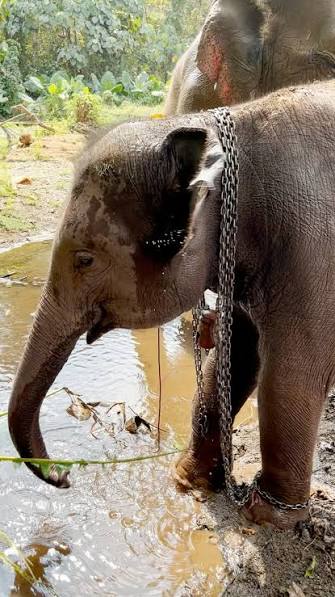 When she starts splashing in the water for the very first time 😭, Our  producer Chelsi spoke to Aaron from Planting Peace about the moment Bamboo  was adopted by a mama elephant 💙, Keep up with Planting ...