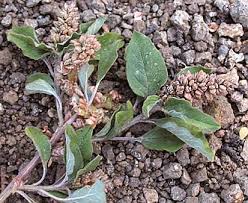 Image result for Amaranthus deflexus