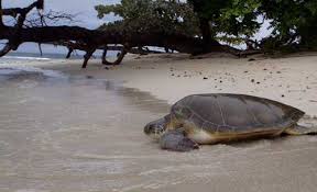 Information About Sea Turtles An Introduction Sea Turtle