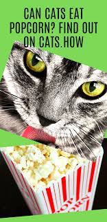 Can Cats Eat Popcorn While You Watch Movies Your Cat Will Probably Become More Curious About Your Snacks Than The Film Itself Best Cat Food Eat Cat Probiotics