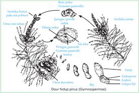 Maybe you would like to learn more about one of these? Spermatophyta Pengertian Klasifikasi Reproduksi Struktur
