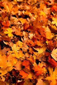 Street full of autumn leaves. Like The Leaves Fighting On The Autumn Breeze Fall Wallpaper Orange Aesthetic Fall Pictures