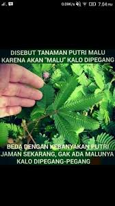 Rth ch 616.423 views1 year ago. Pin Oleh Asep Adha Di Lucu Lucu Ungkapan Lucu Meme Lucu