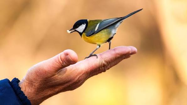 Why Bird Conservation is vital to humans and birds