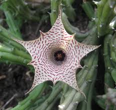 Our readers recommend the world's most enchanting places to watch flowers bloom. Huernia Occulta Wikidata