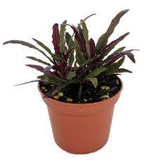 Dragon S Tongue Plant Hemigraphis Terrarium Fairygarden Houseplant 2 5 Pot Walmart Com Walmart Com