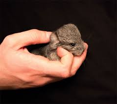 With their bushy tails, tiny ears, long whiskers, and adorably fluffy fur, the little creatures can truly make you say awww. in fact, it is said that the chinchilla fur is the softest out of all land mammals! 186 Baby Chinchillas That Will Melt Your Heart Bored Panda