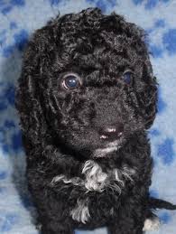 Can be reserved with strangers. Pedigree Kc Registered Spanish Water Dog Puppies In Southminster Essex Born 14 12 16