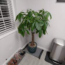Money Tree Suddenly Wilting On One Side Help Me Save My Little Tree Gardening Garden Diy Home Flowers Roses Nature La Money Trees Wilt Money Plant