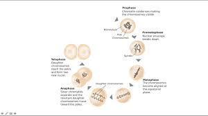 Prokaryotes reproduce asexually by dividing into 2 identical cells by the process of binary fission. Animate Cell Division Cycle Step By Step Using Powerpoint Youtube