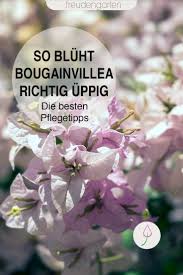 Bougainvillea Pflanzen Pflegen Uberwintern Und Schneiden Bougainvillea Pflanzen Bougainvillea Pflanzen