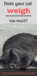 Keep in mind that an individual cat's needs can vary by as much as 50 percent in either direction from the average, so talk to your veterinarian to determine the proper food portions for your cat. Pin On Travel With Your Cat Buyer S Guide
