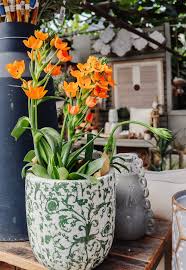 Image result for Ornithogalum