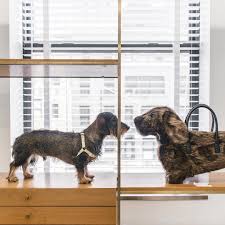 Dog, celebrate, champagne, dog breed, snout, eyewear, french bulldog. Thom Browne S Dog Hector Hits Instagram Vogue