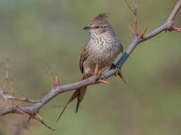 Image result for Leptaulus