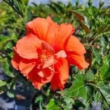 Image result for Hibiscus platycalyx
