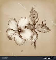 Starting with a pencil draw 3 rough circles within each other. Drawing Hibiscus Flower Realistic Flower Drawing Step By Step