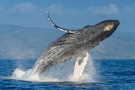 Humpback whale is a type of whale that can be found in all oceans of the world. Whale Watching Maui Private Luxury Whale Watch Cruises In Lahaina Hi