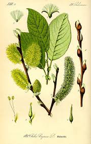 Vrbe , koje se nazivaju i vrbovi i osiers , čine rodsalix , oko 400 vrsta od lišćarskih drveća i grmlja , pronađene . Weiden Gattung Wikiwand