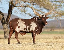 Ramaphosa admitted that his government has been too slow in the process of restitution and redistribution of farmlands, stressing that land is a key pillar for economic emancipation and freedom. Http Ankolegenetics Co Za Wp Content Uploads 2017 10 Ankole Genetics Catalogue 2017 Pdf