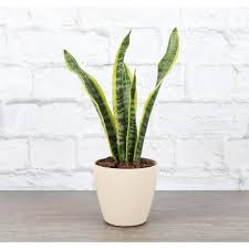 Image result for Vahadenia laurentii