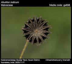 Image result for Abutilon indicum
