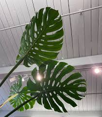 Image result for Monstera
