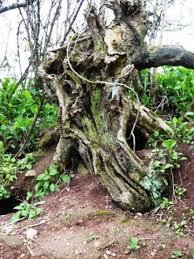 Down The Rabbit Hole My Secret Garden Tree Roots Outdoor Retreat