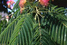 Image result for Albizia forbesii