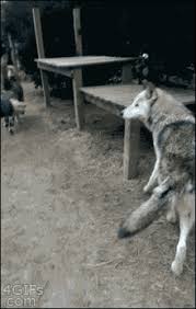 Policeman shoots werewolf gif animation. Wolf Gifs Tenor